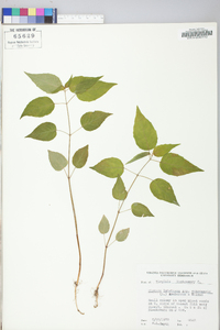 Circaea canadensis image