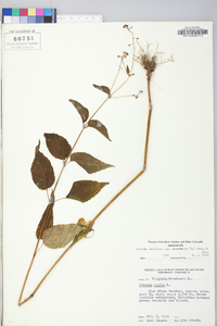 Circaea canadensis image