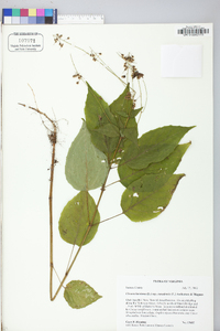 Circaea canadensis image