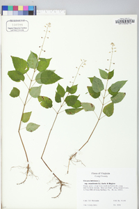 Circaea canadensis image