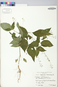 Circaea canadensis image