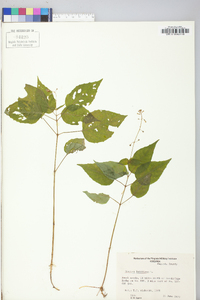 Circaea canadensis image