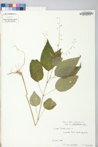 Circaea canadensis image