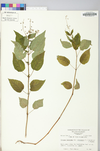 Circaea canadensis image