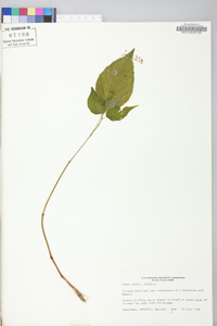 Circaea canadensis image