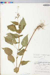 Circaea canadensis image