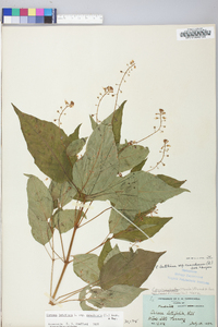 Circaea canadensis image