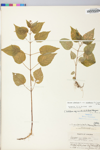 Circaea canadensis image