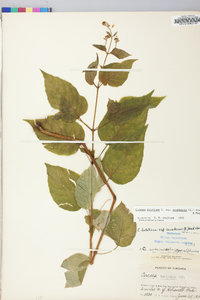 Circaea canadensis image