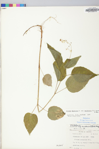 Circaea canadensis image