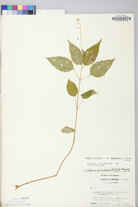 Circaea canadensis image