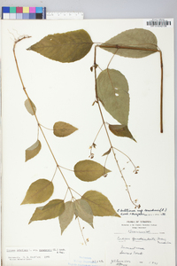 Circaea canadensis image