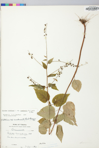 Circaea canadensis image