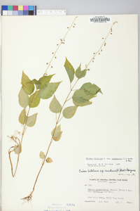 Circaea canadensis image