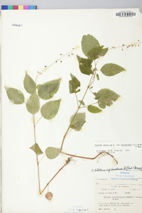 Circaea canadensis image