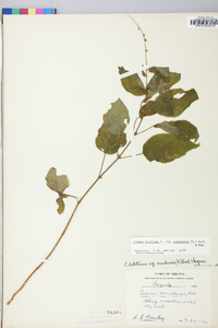 Circaea canadensis image