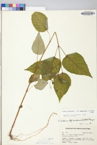 Circaea canadensis image