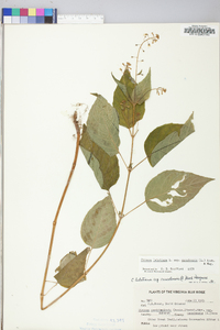 Circaea canadensis image