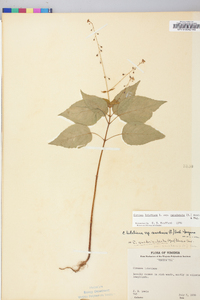 Circaea canadensis image