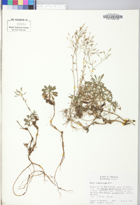 Draba ramosissima image