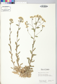 Draba ramosissima image