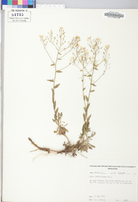 Draba ramosissima image