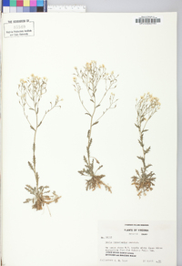 Draba ramosissima image