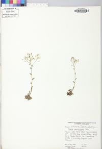 Draba ramosissima image