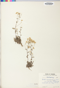 Draba ramosissima image