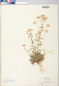 Draba ramosissima image