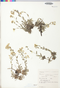 Draba ramosissima image