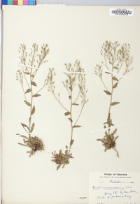 Draba ramosissima image