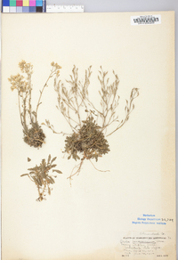 Draba ramosissima image