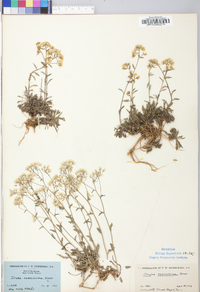 Draba ramosissima image