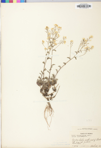 Draba ramosissima image