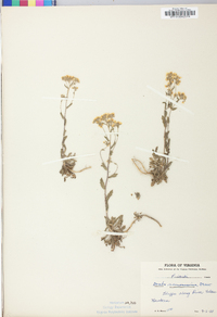 Draba ramosissima image