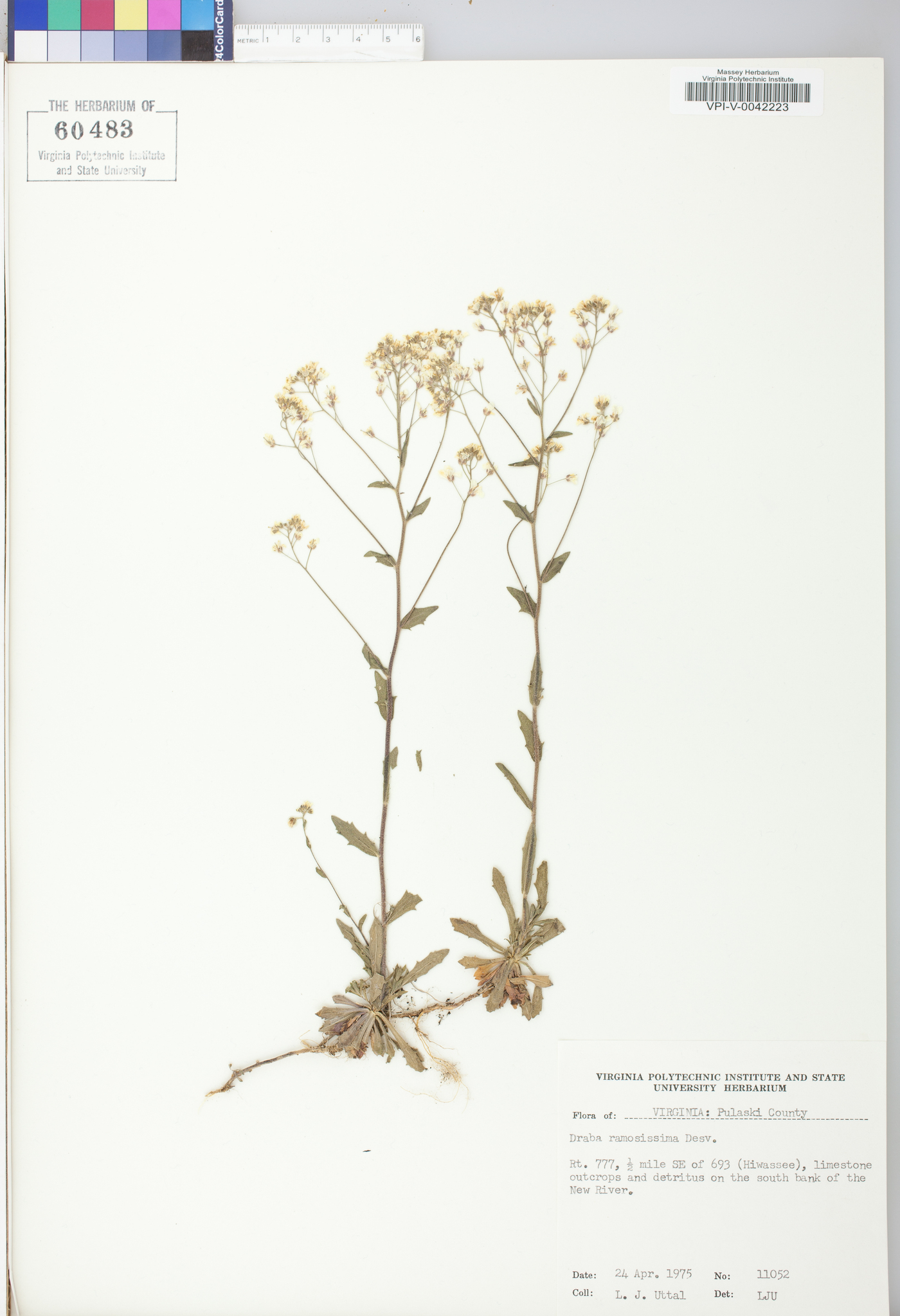 Draba ramosissima image