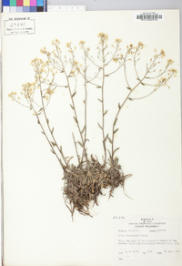 Draba ramosissima image