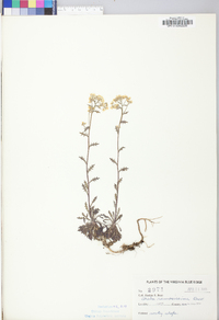 Draba ramosissima image