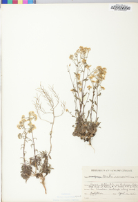 Draba ramosissima image