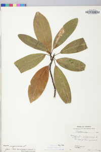 Magnolia virginiana image