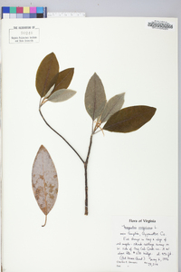 Magnolia virginiana image