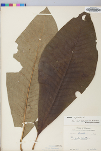 Magnolia tripetala image