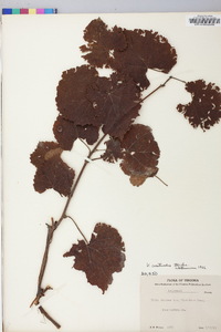 Vitis aestivalis var. argentifolia image