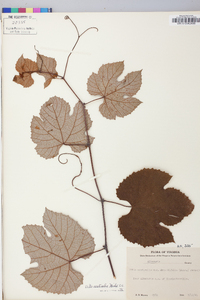 Vitis aestivalis var. argentifolia image