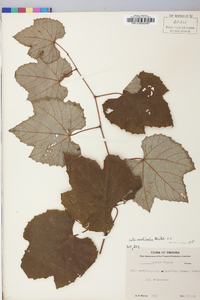 Vitis aestivalis var. argentifolia image