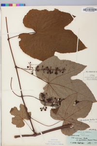 Vitis aestivalis var. argentifolia image