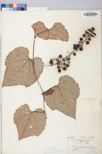 Vitis aestivalis var. argentifolia image