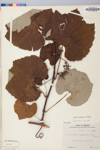 Vitis aestivalis var. argentifolia image