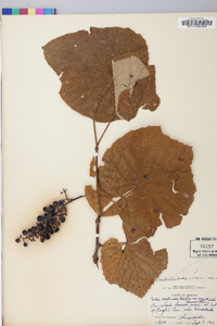 Vitis aestivalis var. argentifolia image